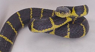 <i>Boiga</i> Genus of snakes