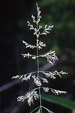 Thumbnail for Calamagrostis canadensis