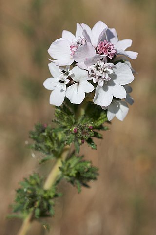 <i>Calycadenia multiglandulosa</i> Species of flowering plant