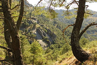 <span class="mw-page-title-main">Iberian conifer forests</span> Mediterranean forests, woodlands and scrub ecoregion in southwestern Europe