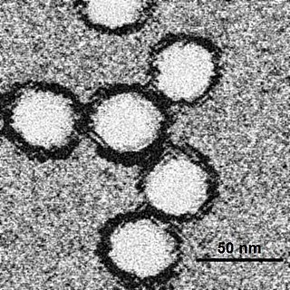 <span class="mw-page-title-main">West Nile fever</span> Human disease caused by West Nile virus infection