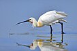 112 Commons:Picture of the Year/2011/R1/Eurasian Spoonbill.jpg