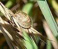 Gewone pantserwants (Eurygaster testudinaria)