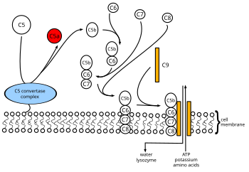 Membrane attack complex Formowanie MAC-en.svg