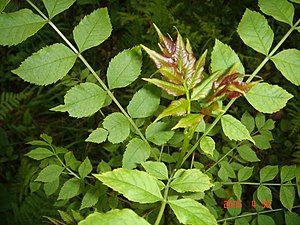 Lizarra (Fraxinus excelsior)