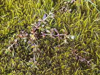 <i>Galium antarcticum</i> Species of plant