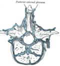 Miniatură pentru Plexuri venoase vertebrale externe