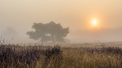 Haltern am See, Westruper Heide (2021)