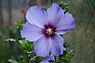 Tuinhibiscus (Hibiscus syriacus)