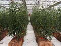 Hydroponic tomato over straw