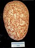 A fossilized Hypselosaurus egg