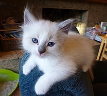 A Ragdoll kitten Juvenile Ragdoll.jpg