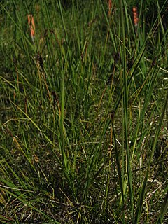 <i>Kobresia</i> Genus of grass-like plants