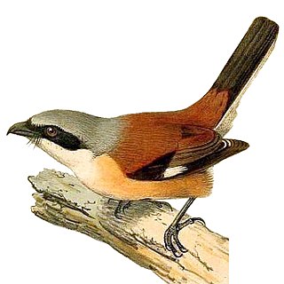 <span class="mw-page-title-main">Emin's shrike</span> Species of bird