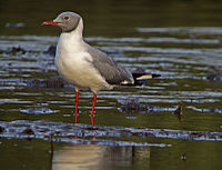 Gray-hooded gull, a resident of larger lakes and rivers Larus cirrocephalus.jpg