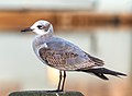 Image 48First winter laughing gull in Riverhead, New York