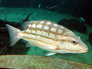 <i>Lutjanus decussatus</i> Species of fish