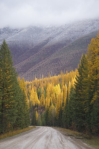 <span class="mw-page-title-main">Flathead National Forest</span> National forest in Montana, United States