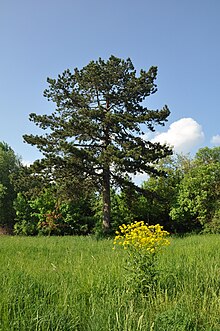 Eine große Schwarzkiefer steht auf einer Wiese.