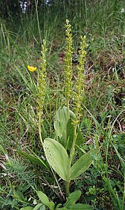 Neottia ovata 050606.jpg