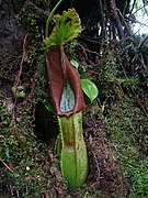 Nepenthes naga