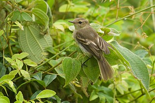 <span class="mw-page-title-main">Cocos tyrannulet</span> Species of bird