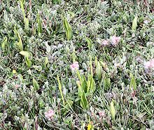 Growing in sand-dunes on Anglesey Ophioglossum in sand-dunes.jpg