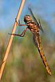 Orthetrum coerulescens (Kleiner Blaupfeil, Weibchen) [D]