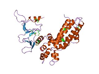 <span class="mw-page-title-main">RhoGEF domain</span> Protein domain