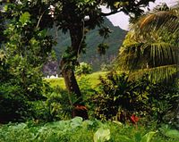 Rainforest on Fatu-Hiva in French Polynesia