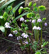 Photo couleur, gros plan de fleurs mauves en forme de clochettes et de feuilles vertes.