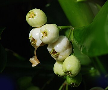 Fruto branco de S. tacada com lóbulos de cálice persistentes