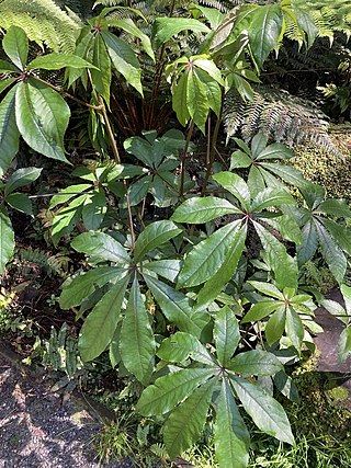 <i>Schefflera</i> Genus of plants