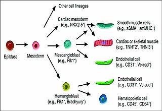 <span class="mw-page-title-main">Mesoangioblast</span>