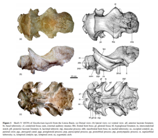 <i>Sinotherium</i> Extinct genus of mammals