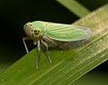 Binsenschmuckzikade (Cicadella viridis) 84.129.161.128 21:17, 6. Aug. 2007 (CEST) korrigiert: Sumpfschmuckzikade (Cicadella lasiocarpae) 84.129.146.106 23:20, 10. Aug. 2007 (CEST)