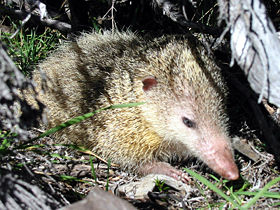 Tenrec ecaudatus