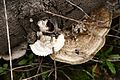 Trametes pubescens