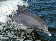 Grand dauphin également appelé dauphin souffleur ou dauphin à gros nez (Tursiops truncatus).