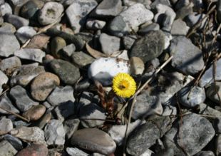 Følfod (Tussilago farfara), en indikator for tilgængeligt kalium og magnesium.