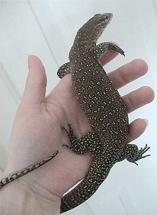 <i>Varanus timorensis</i> Species of lizard