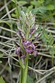 Anacamptis coriophora Germany - Kaiserstuhl Orberg/Schelingen