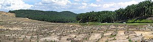 Ladang kelapa sawit di Malaysia.