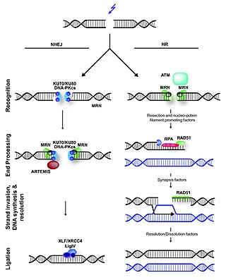 <span class="mw-page-title-main">Non-homologous end joining</span> Pathway that repairs double-strand breaks in DNA