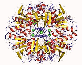 <span class="mw-page-title-main">Ribose-5-phosphate isomerase</span>