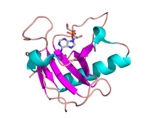 <span class="mw-page-title-main">Ribonuclease</span> Class of enzyme that catalyzes the degradation of RNA