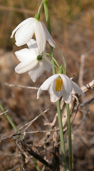 <i>Acis ionica</i> Species of flowering plant in the family Amaryllidaceae