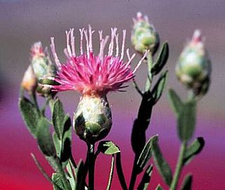 <i>Rhaponticum</i> Formerly accepted genus of flowering plants in the daisy family Asteraceae