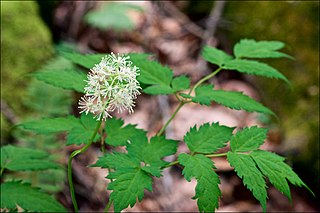 <i>Actaea pachypoda</i> Species of plant