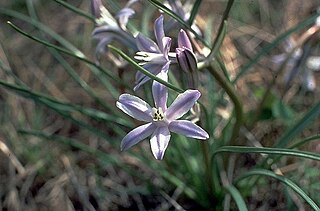 <i>Androstephium</i> Genus of flowering plants